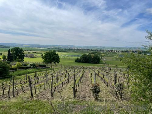 Weinberge