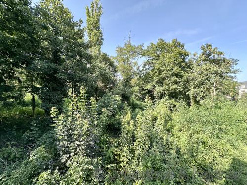 Blick aus den hinteren Fenstern ins Grüne