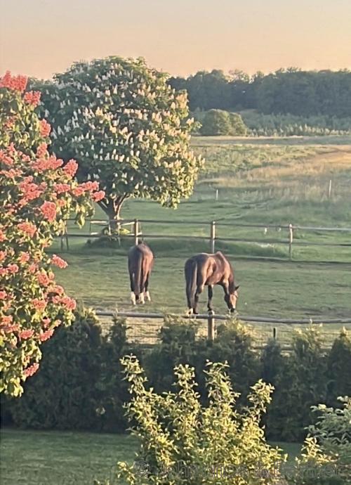 Impressionen aus dem Garten